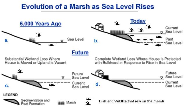 evolution of the marsh as sea level rises