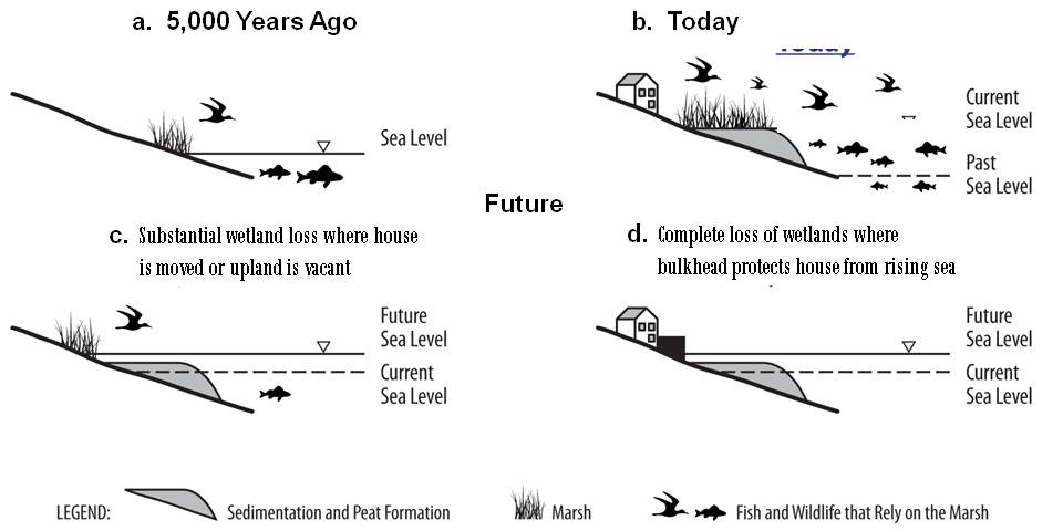 Evolution of the Marsh  Graphic, which is described in the following caption