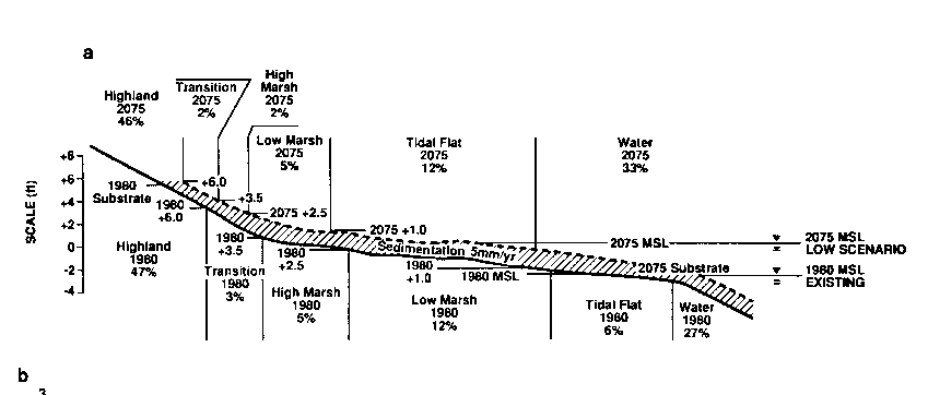 Why Will We Lose Marshes?